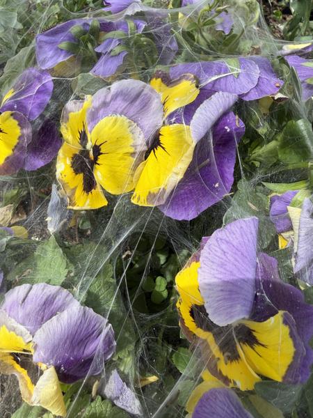 This close-up photo captures vibrant purple and yellow pansies, intricately covered in delicate spiderwebs, at Dijksgracht, Marineterrein, Amsterdam
